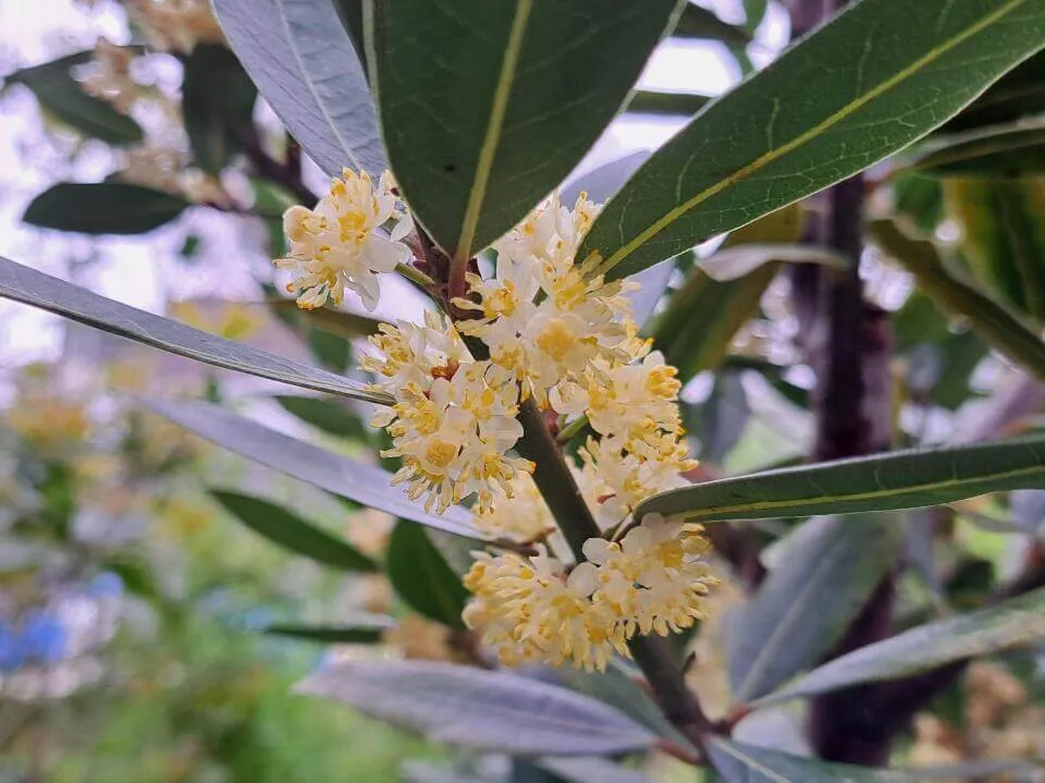 月桂樹　野沢園ブログ
